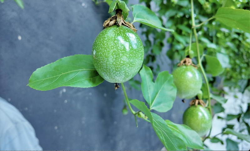 石榴花开北疆红 籽籽同心家国情|从废弃沙坑到 “小三亚” 内蒙古这个嘎查藏着致富甜果 石榴花开北疆红 籽籽同心家国情|从废弃沙坑到 “小三亚” 内蒙古这个嘎查藏着致富甜果