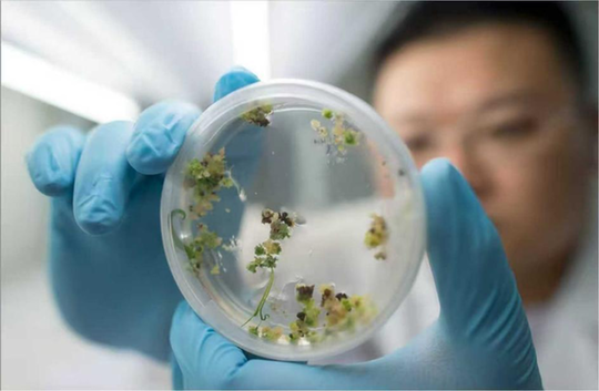 重组人白蛋白技术突破的背后：生物医药需要良好的创新“生态圈”